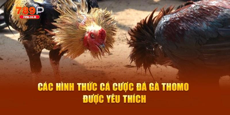 Các hình thức cá cược đá gà Thomo được yêu thích